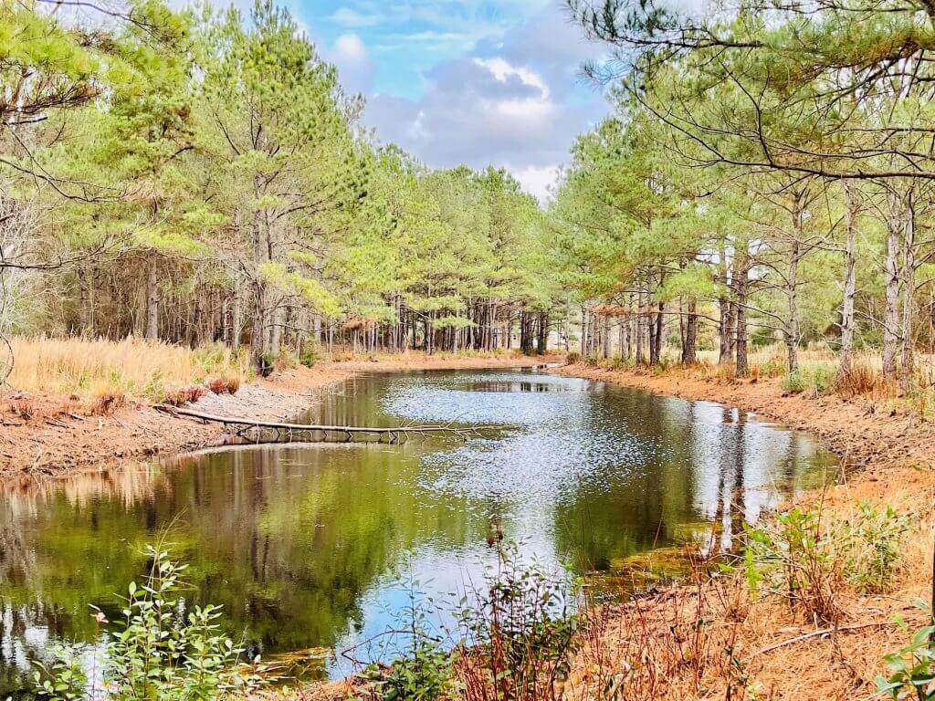 Serene forest landscape featuring a calm pond surrounded by lush greenery and tall pine trees under a cloudy sky.